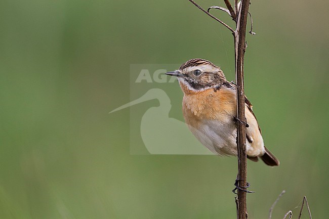 Whinchat (Saxicola rubetra), Poland, adult male stock-image by Agami/Ralph Martin,
