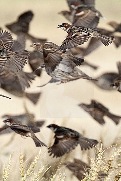 Flock of Spanish Sparrows (Passer hispaniolensis) during spring migration in southern negev, Israel. stock-image by Agami/Marc Guyt,