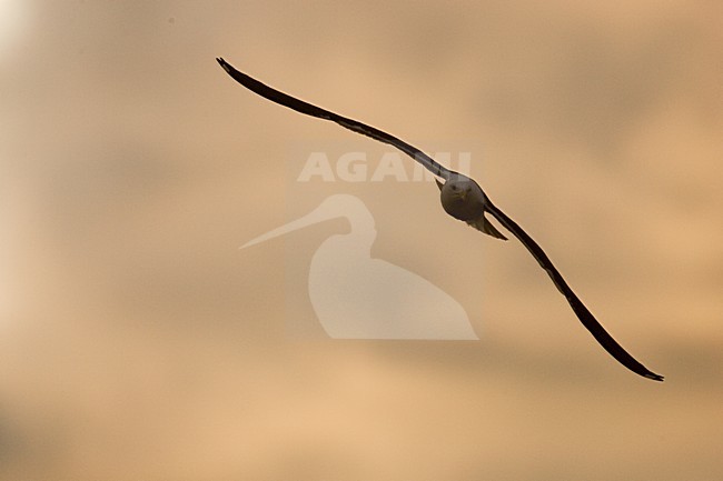 Baltische Mantelmeeuw vliegend in zonsondergang, Baltic Gull in flight during sunset stock-image by Agami/Menno van Duijn,