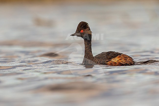 Black-necked Grebe on a Spanish lake at suset stock-image by Agami/Onno Wildschut,