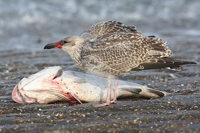 Zilvermeeuw onvolwassen met vis in snavel Nederland, Herring Gull immature with fish in bill Netherlands stock-image by Agami/Chris van Rijswijk,
