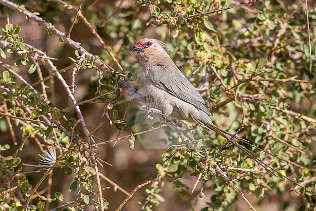 Adult Blue-naped Mousebird perched on a dense bush in Toujounine oasis, Adar, Mauritania. April 04, 2018. stock-image by Agami/Vincent Legrand,