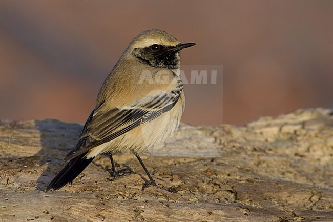 Desert Wheatear adult male; Woestijntapuit volwassen man stock-image by Agami/Daniele Occhiato,