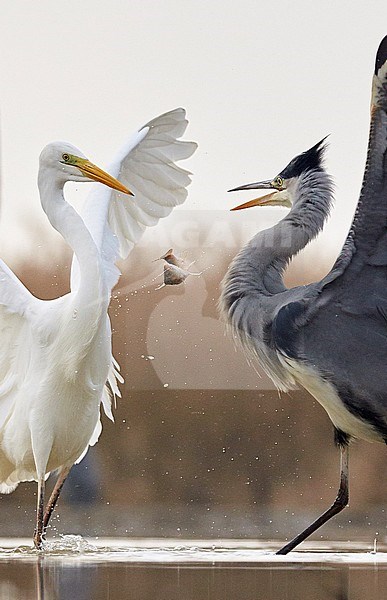 Grote Zilverreiger en Blauwe Reiger vechtend; Great Egret and Grey Heron fighting stock-image by Agami/Markus Varesvuo,