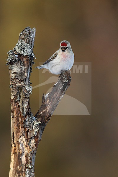 Witstuitbarmsijs, Coues's Arctic Redpoll, Carduelis hornemanni exilipes stock-image by Agami/Hugh Harrop,