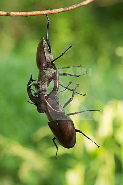 Vechtende Vliegend hert mannetjes, Fighting males Stag beetle stock-image by Agami/Rob de Jong,