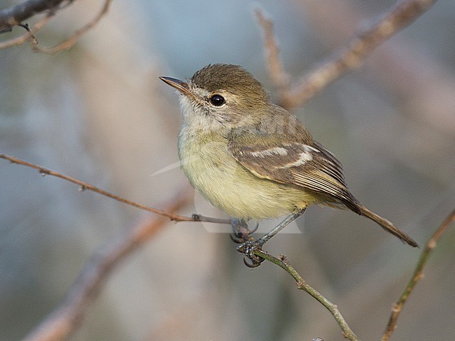 Slender-billed Inezia (Inezia tenuirostris) at Los Flamencos Wildlife Sanctuary, Camarones, La Guajira, Colombia. stock-image by Agami/Tom Friedel,