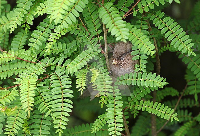 Brown Parrotbill (Paradoxornis unicolor) in subtropical montane moist forest at Er Lang Shan, China. Also known as Brown suthora. stock-image by Agami/James Eaton,