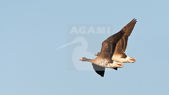 Overwinterende groep Kolganzen; Wintering flock of White-fronted Geese (Anser albifrons) on Texel, Netherlands. stock-image by Agami/Marc Guyt,