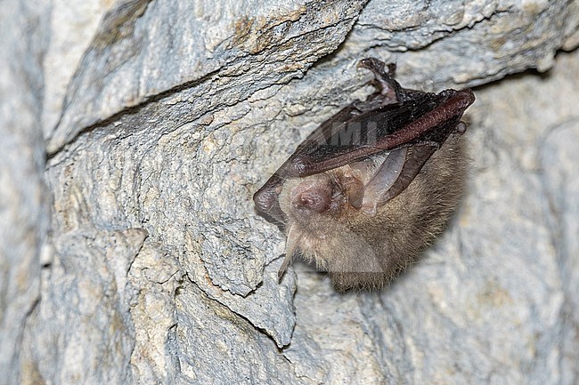 Grey Long-eared Bat (Plecotus austriacus) sitting in Pahaut caves, Orp-le-Petit, Brabant, Belgium. stock-image by Agami/Vincent Legrand,