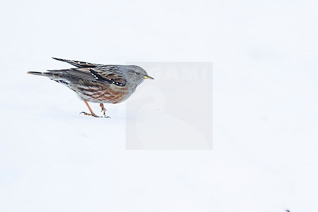 Alpine Accentor - Alpenbraunelle - Prunella collaris ssp. collaris, Switzerland, adult stock-image by Agami/Ralph Martin,