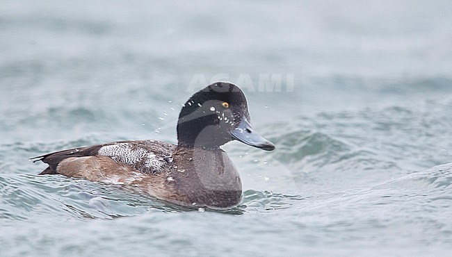 Scaup 2cy male (Aythya marila) Utö Finland February 2017 stock-image by Agami/Markus Varesvuo,