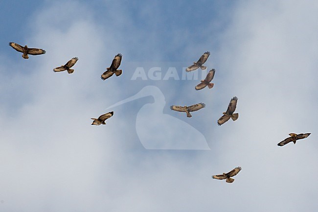 Steppebuizerd in de vlucht; Steppe Buzzard in flight stock-image by Agami/Daniele Occhiato,