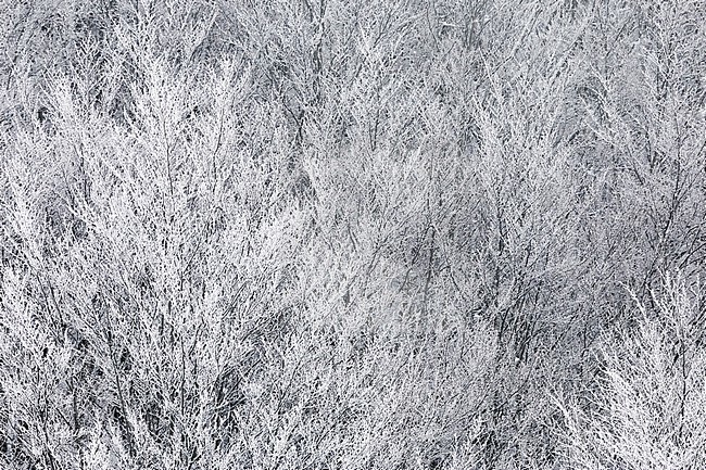 Snowy Landscape, pattern of branches covered in snow, Campania, Italy stock-image by Agami/Saverio Gatto,