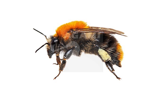 Common Carder Bee, Akkerhommel, Bombus pascuorum stock-image by Agami/Wil Leurs,