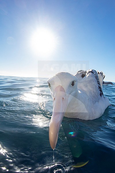 Extreme closeup of an adult Gibson's Albatross (Diomedea gibsoni) off Kaikoura in New Zealand. Sticking its huge bill almost in the camera. stock-image by Agami/Marc Guyt,