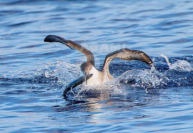 Great Shearwater (Puffinus gravis) at sea offshore the Azores, Portugal. stock-image by Agami/Marc Guyt,
