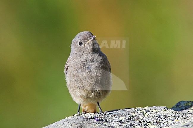 Jonge Zwarte Roodstaart op rots Zwitserland, Young Black Redstart at rock Switzerland stock-image by Agami/Wil Leurs,