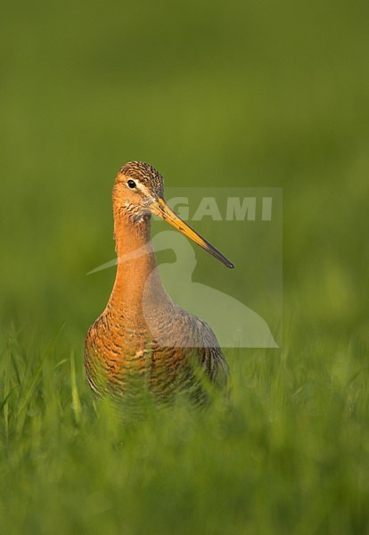 Grutto in weiland, Black-tailed Godwit in meadow stock-image by Agami/Danny Green,