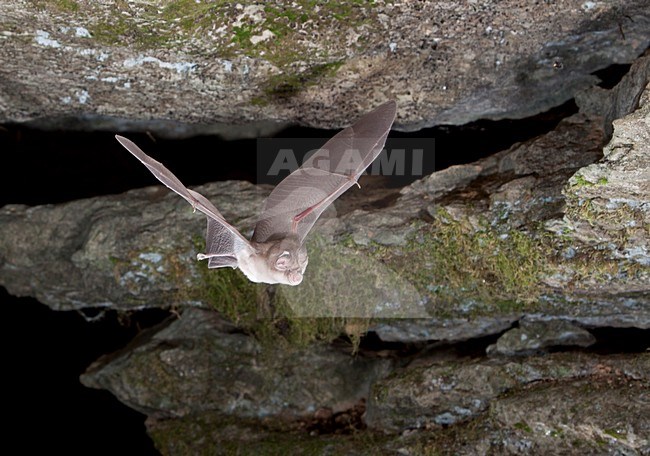 Paarse Hoefijzerneus verlaat grot,  Mediterranean Horseshoe Bat leaving cave stock-image by Agami/Theo Douma,
