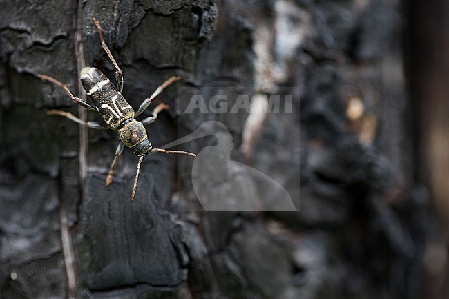 Xylotrechus ibex, Russia (Baikal), imago stock-image by Agami/Ralph Martin,