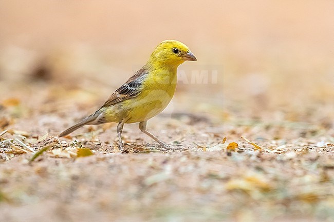 Probably first summer male Sudan Golden Sparrow (Passer luteus) sitting on the ground in Atar, Mauritania. stock-image by Agami/Vincent Legrand,