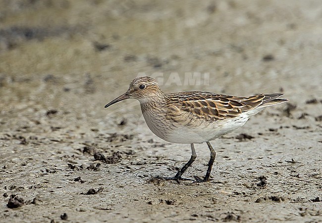 Juvenile bird. stock-image by Agami/Kris de Rouck,
