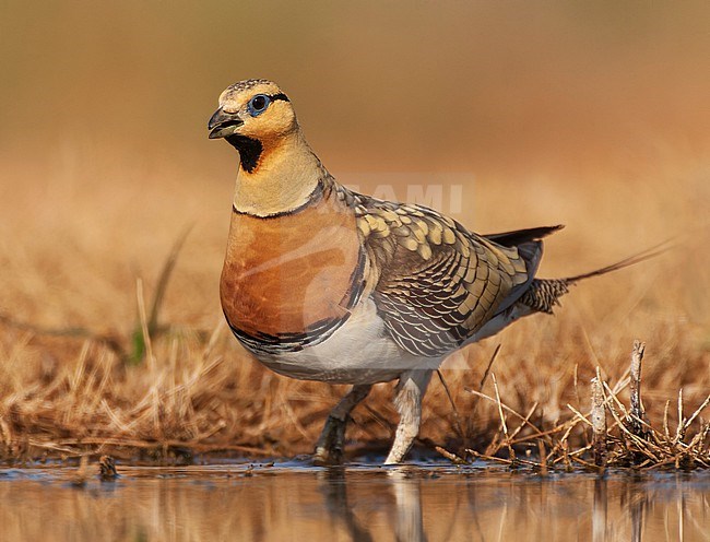 Male Pin-tailed Sandgrouse (Pterocles alchata) in steppes near Belchite in Spain. stock-image by Agami/Marc Guyt,