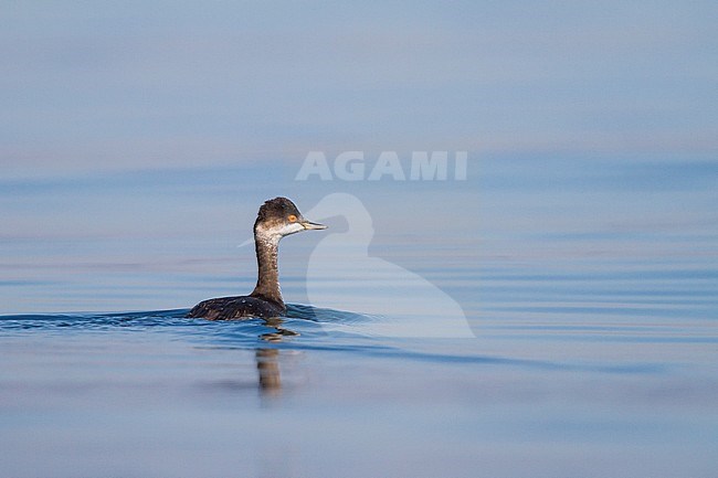 Black-necked Grebe - Schwarzhalstaucher - Podiceps nigricollis ssp. nigricollis, Germany, moulting to winter plumage stock-image by Agami/Ralph Martin,