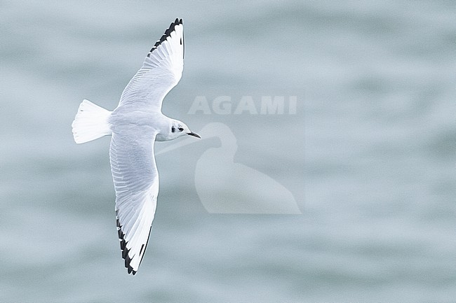  stock-image by Agami/Menno van Duijn,