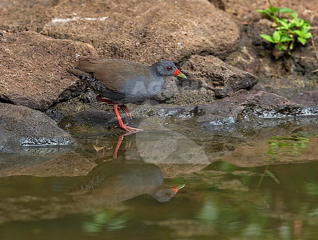 Paint-billed Crake, Mustelirallus erythrops erythrops, adult walking on rocks along waters edge stock-image by Agami/Andy & Gill Swash ,