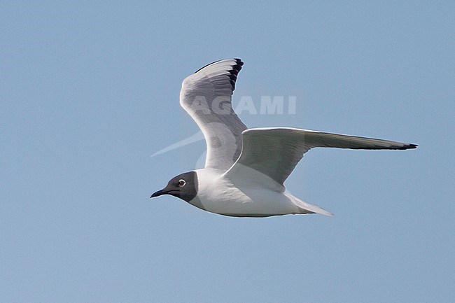 Bonaparte's Gull (Larus philadelphia) flying in Churchill, Manitoba, Canada. stock-image by Agami/Glenn Bartley,