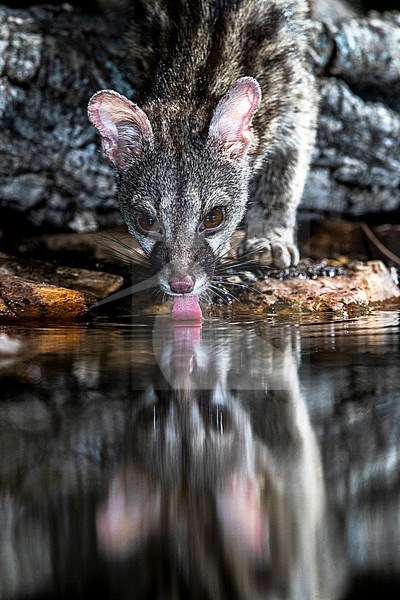 Common Genet (Genetta genetta) in Spain stock-image by Agami/Oscar Díez,