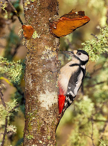 Great Spotted Woodpecker, Dendrocopos major, in Italy. stock-image by Agami/Daniele Occhiato,