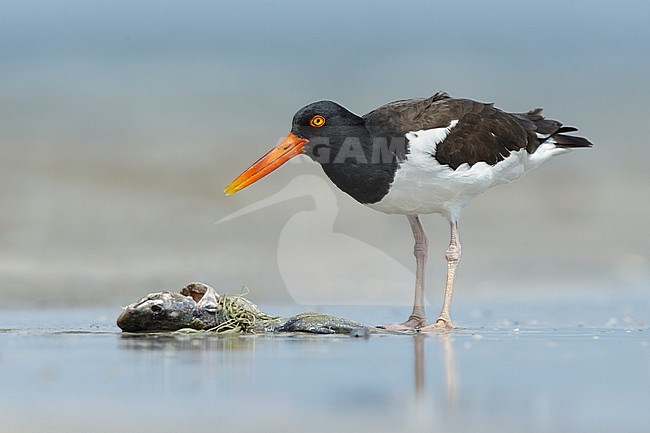 Adult American Oystercatcher (Haematopus palliatus) foraging on a dead fish lying on a sandy beach in Galveston County, Texas, USA. stock-image by Agami/Brian E Small,