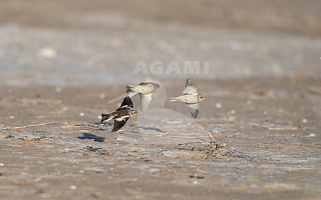 Snow Bunting (Plectrophenax nivalis) small flock flying over a beach near Esbjerg, Denmark stock-image by Agami/Helge Sorensen,