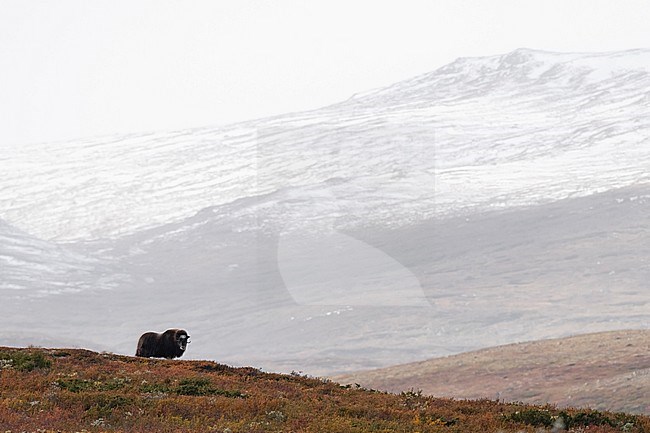 Muskox (Ovibos moschatus) in the Dovrefjell in Norway. An Arctic hoofed mammal of the family Bovidae introduced in parts of Scandinavia. stock-image by Agami/Alain Ghignone,