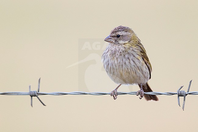 Yellow Canary (Crithagra flaviventris), front view of an adult female perched on a berbed wire, Western Cape, South Africa stock-image by Agami/Saverio Gatto,