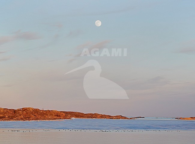 Flock of Tufted Ducks (Aythya fuligula) during early spring swimming offshore Utö in Parainen, Finland. stock-image by Agami/Markus Varesvuo,