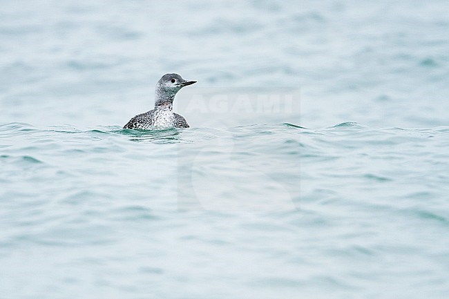 Red-throated Loon - Sterntaucher - Gavia stellata, Germany, adult moulting to winter plumage stock-image by Agami/Ralph Martin,