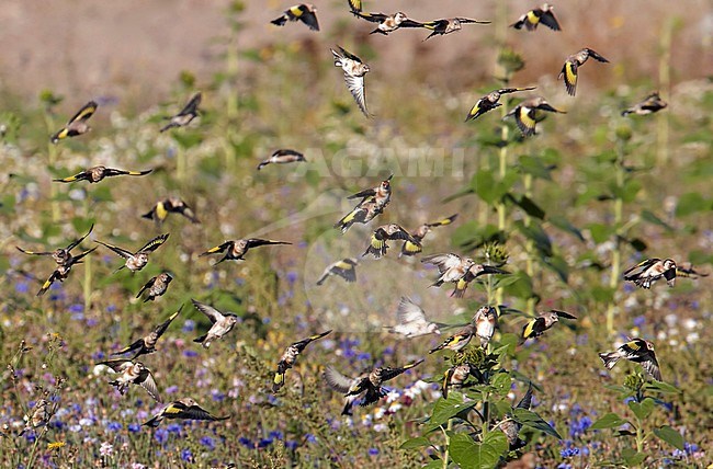 Flock of European Goldfinches (Carduelis carduelis) in flight during migration time. stock-image by Agami/Tomi Muukkonen,