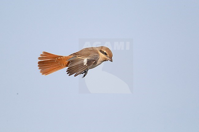 Isabelline Shrike (Lanius isabellinus) during autumn migration on the Shetlands islands, Scotland. stock-image by Agami/Hugh Harrop,