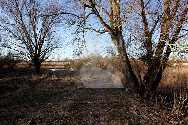 Oostvaardersplassen stock-image by Agami/Roy de Haas,