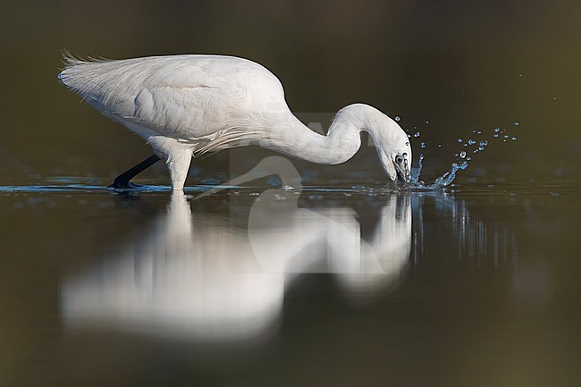 Little Egret (Egretta garzetta) in Italy stock-image by Agami/Daniele Occhiato,