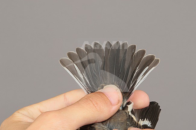 Tail of a first-winter Collared Flycatcher (Ficedula albicollis) caught at the Ottenby Bird Observatory ringing station situated at the southern point of the Baltic island Öland in south-east Sweden. stock-image by Agami/Magnus Hellström,