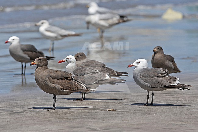 Heermann's Gull, Larus heermanni, on a beach in Western Mexico. stock-image by Agami/Pete Morris,