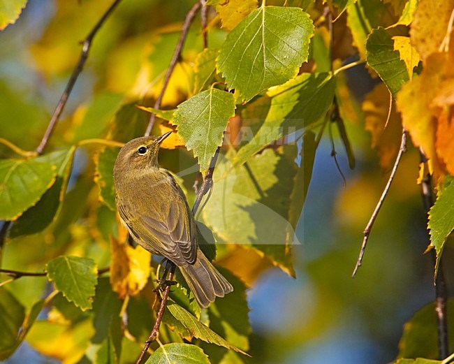 Common Chiffchaff perched on branch; Tjiftjaf zittend op tak stock-image by Agami/Markus Varesvuo,