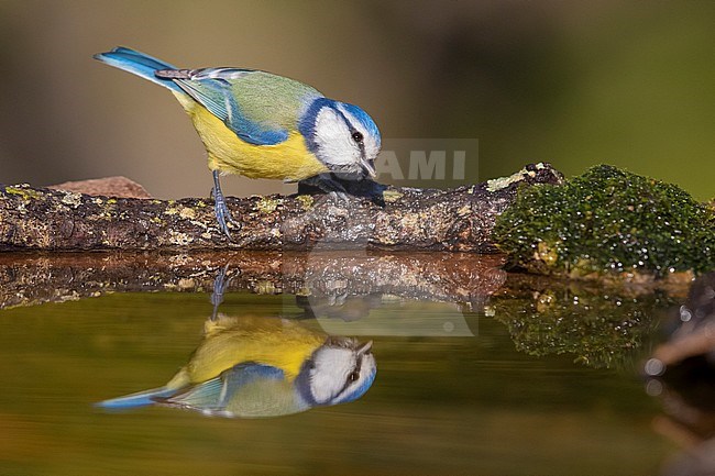 Eurasian Blue Tit (Cyanistes caeruleus), adult on the edge of a pool stock-image by Agami/Saverio Gatto,