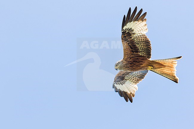 Red Kite (Milvus milvus) on Corsica in France. stock-image by Agami/Ralph Martin,