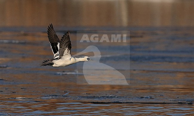 Een nonnetje scheert over het gedeeltelijk bevroren water. stock-image by Agami/Jacques van der Neut,
